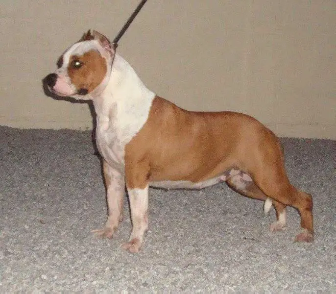 Donatela Strong Fortress Dog´s