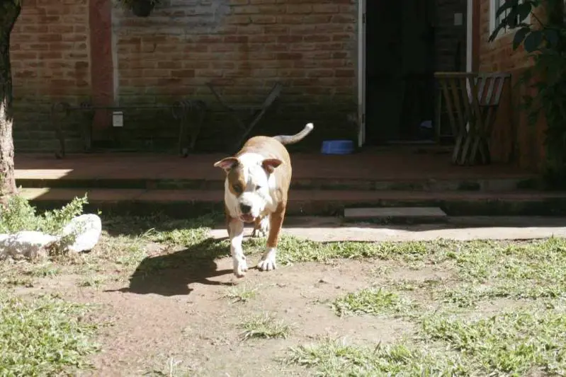 Calamity Jane Strong Fortress Dog´s