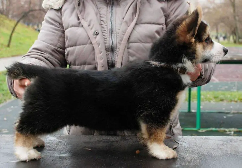 Fest Hauer Piter Pen (n/b)