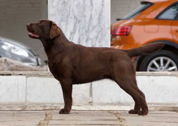 CH.RUS.CHRKF.WINNER CLUB.GR.CH.RUS.BIS BEBY SPECIAL TY SHOW. Del Prado X&E Manuka