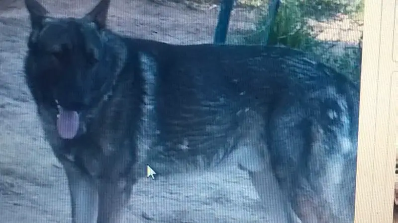 Flaco VI
