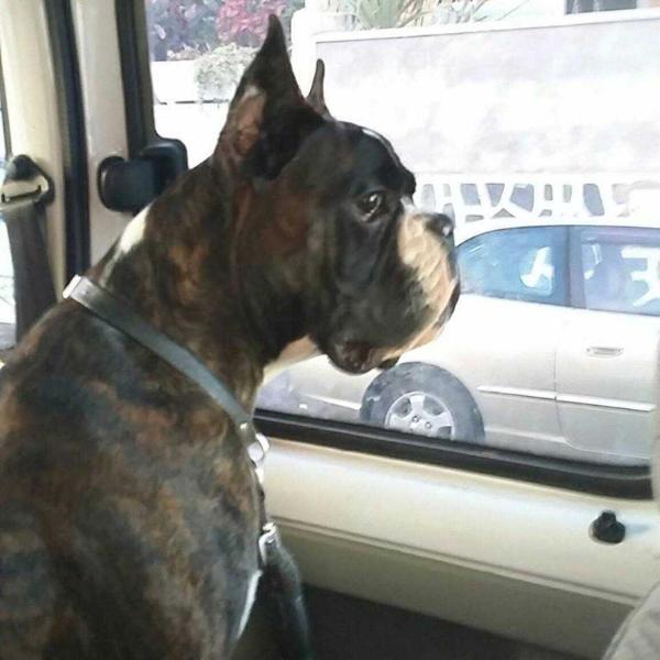 Gareth Bale De Ederit Del Norte