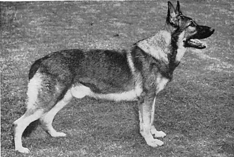 Nimrod of Oldway