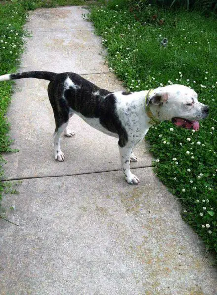 lockard's Darla Robo Bitch