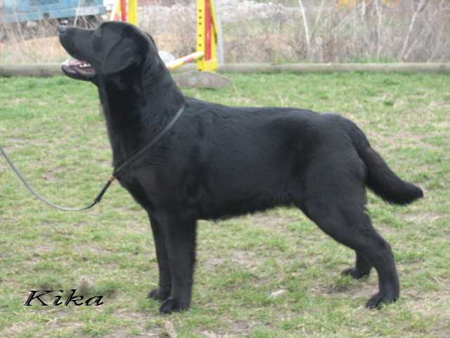 Ch Kika Black Beauty of Pamita