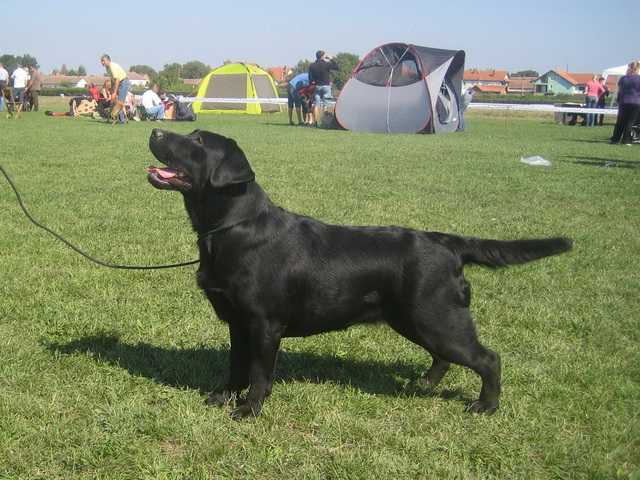 NIKITA BLACK BEAUTY OF PAMITA