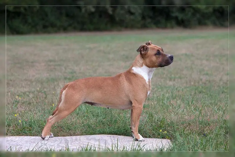 LIÉTTA de la Maison d'Este