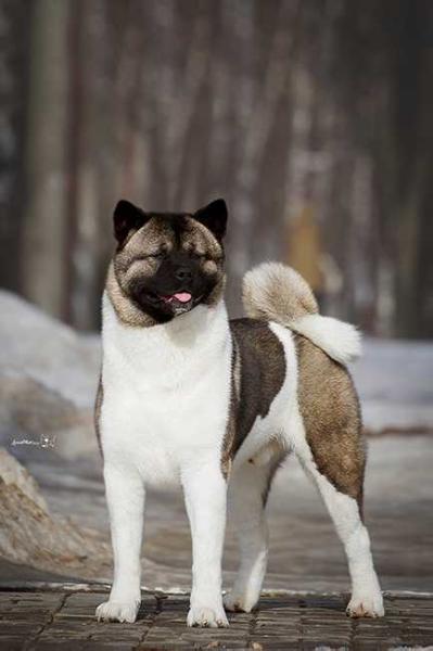 RUS/BLR GCH, BLR/RUS/RKF/CLUB CH, RUS JCH Machiko Star Of Wolf Point
