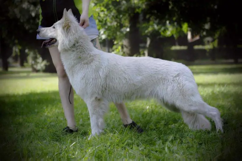 Baltic Beauty Just aDiamond