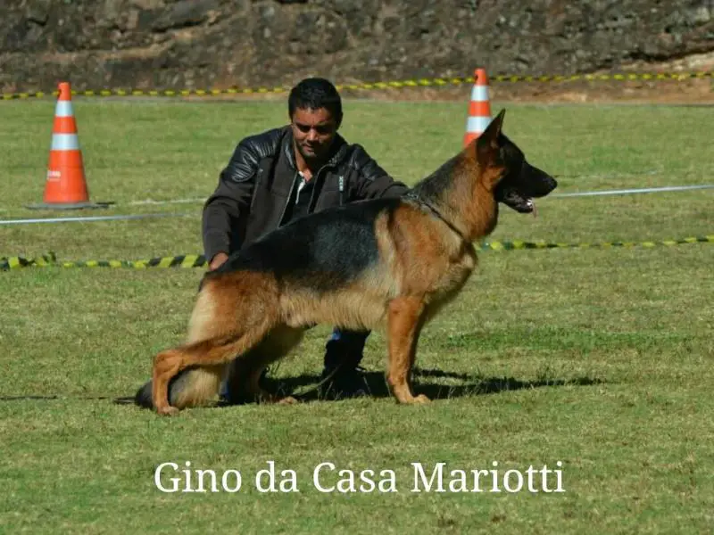 SG3 Gino da Casa Mariotti