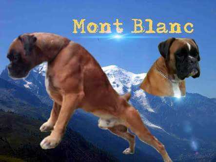Mont Blanc (Gonzalez)