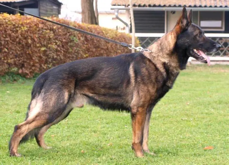 CRO IPO-1 CHAMP 2014, 2015 Lux od Sarica