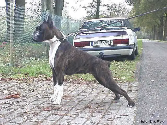 NOSFERATU Fender Edda