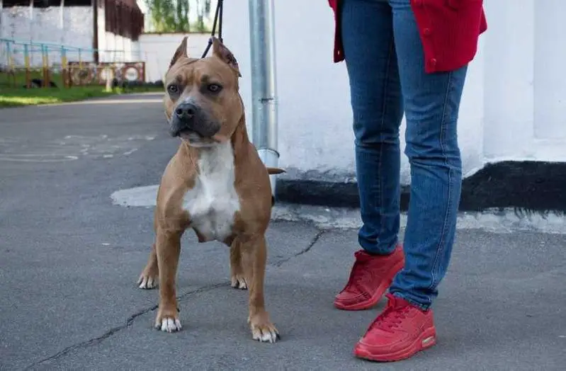 R.CAC, 2*CAC YUDIF' ELIT MUZA