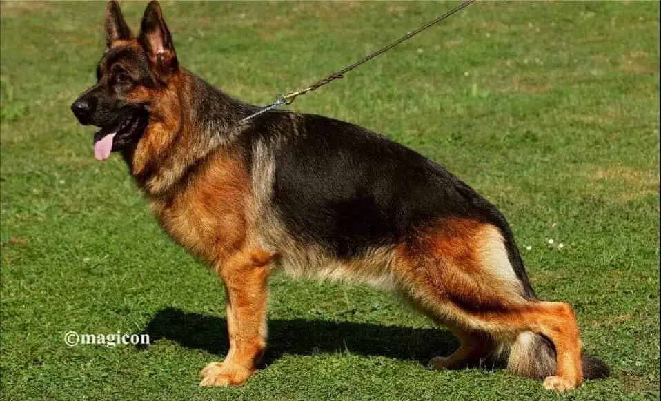 V1 Turkey & Middle East Sieger Show 2018-SG8 JKLR BSZS 2016 Gus vom Shepherdland