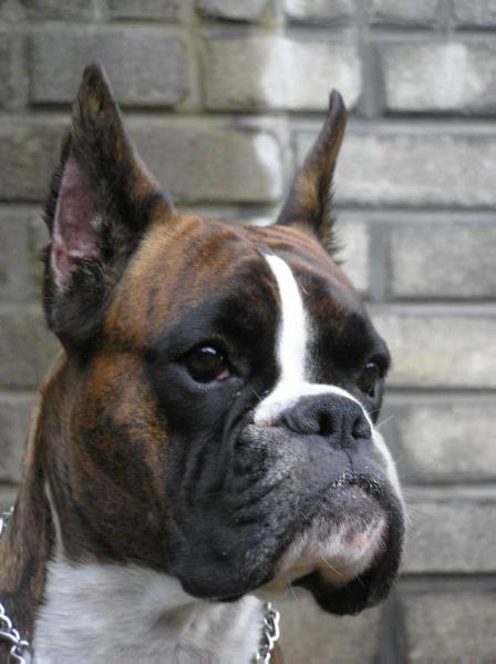 ATIBOX veteran, ICh., Ch. SK Genny z Ringu