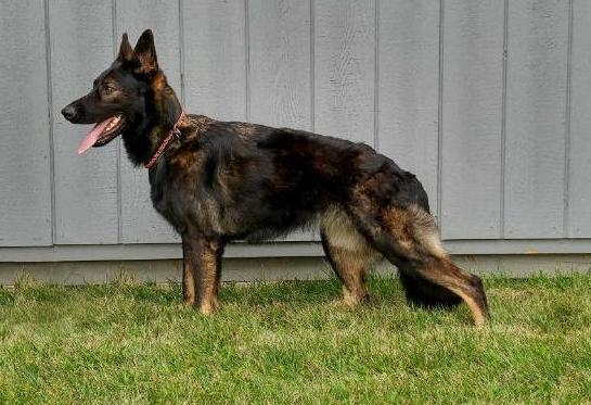 Calypso Vom Haus Dragon