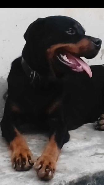 Adolf von El Tsalach