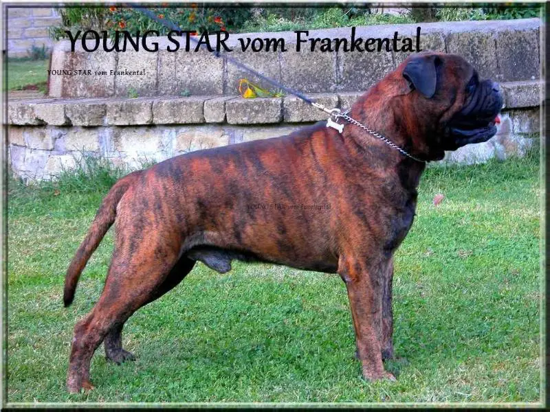 Young-Star Von Frankental