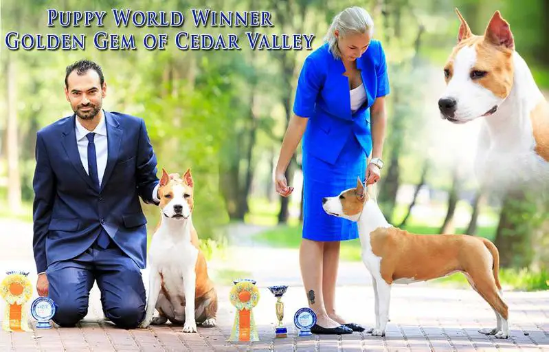 Puppy World Winner 2016, Golden Gem of Cedar Valley