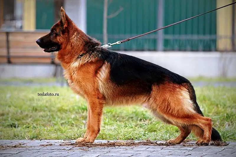 Zorro iz Doma Allens