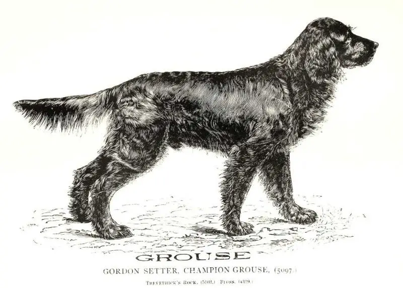 CH Grouse (5097)