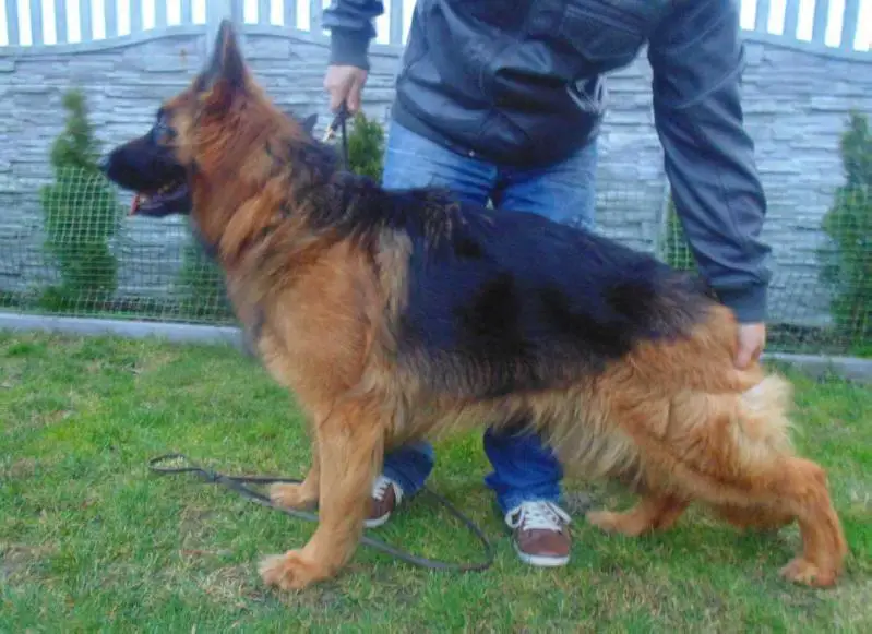 Xenia vom Köttersbusch