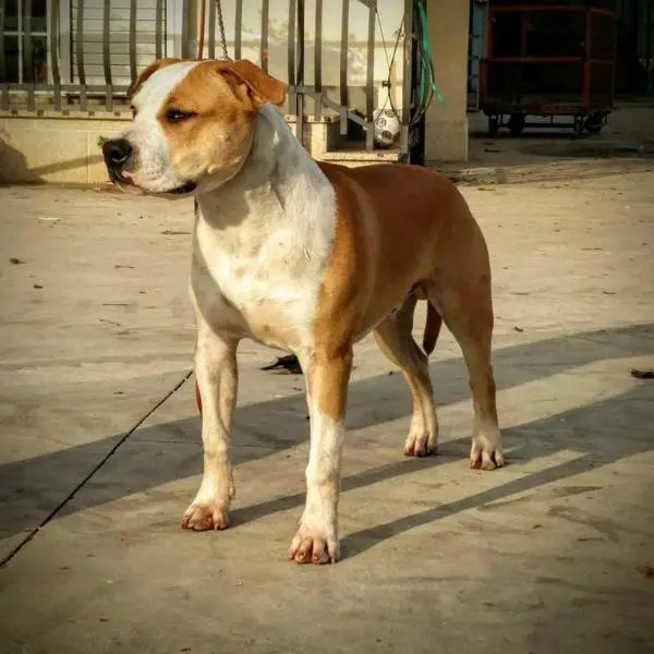 Clean-Cut Destiny Of Joel Staf