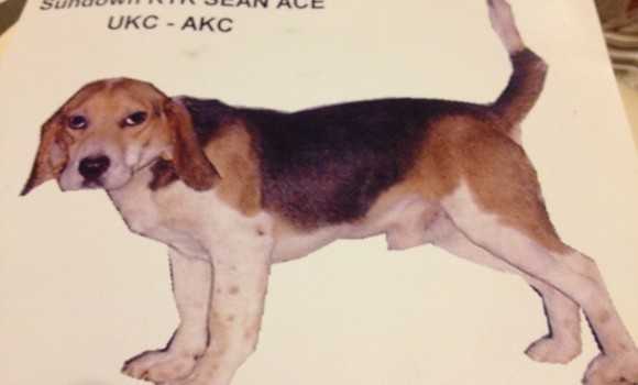 HBCH Sundown RTK Sean V's Ace