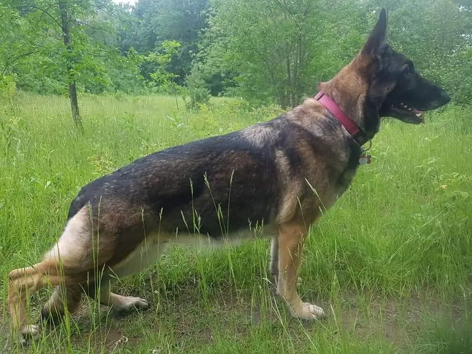 BPIG Ch. Ptd. Sablehill's Dream Runner