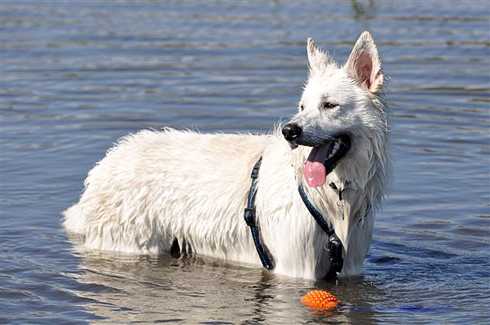 Jamahl of the Beautiful white Angel