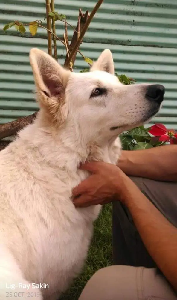 Blancos de Pinar Cleo