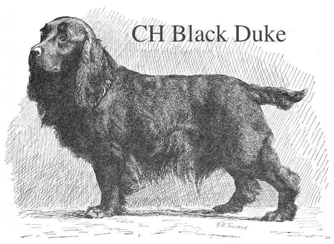 CH Black Duke (Luckwell & Douglas's) (~1891)