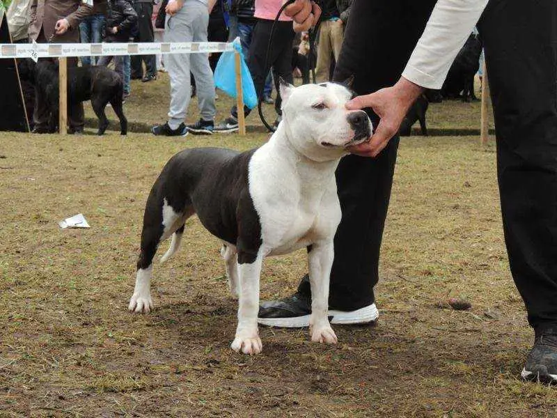 SERBIA FROM THE HOOD