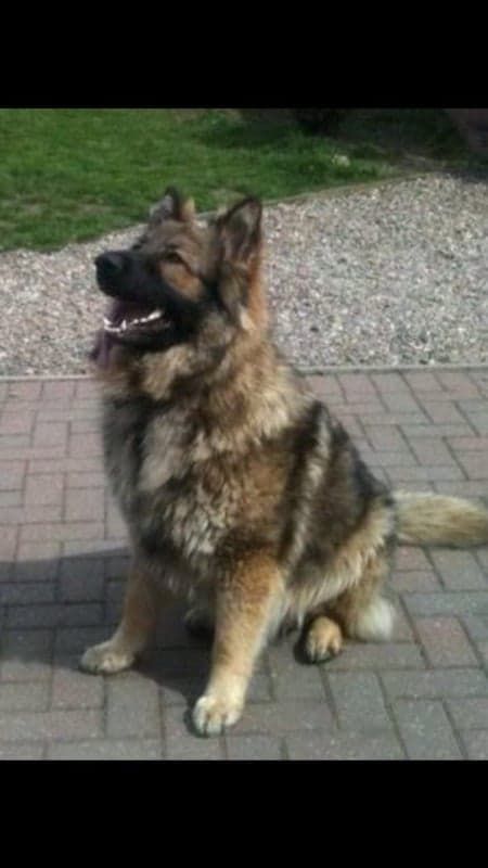 Topazflame Brodie of Bellburnlane