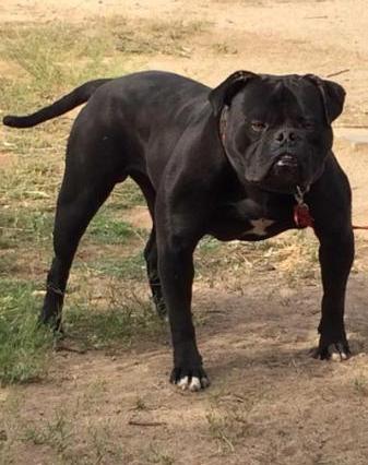 PINTOS BULLYS SHADOW