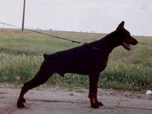 Youth Club Winner 2000 - Yugoslav Dobermann Special Show Nestor for Eternity