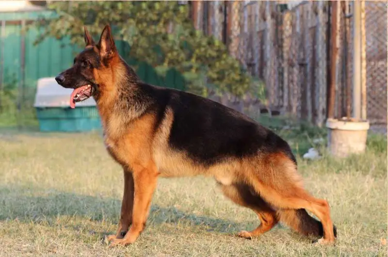 P-First vom Branch Mark