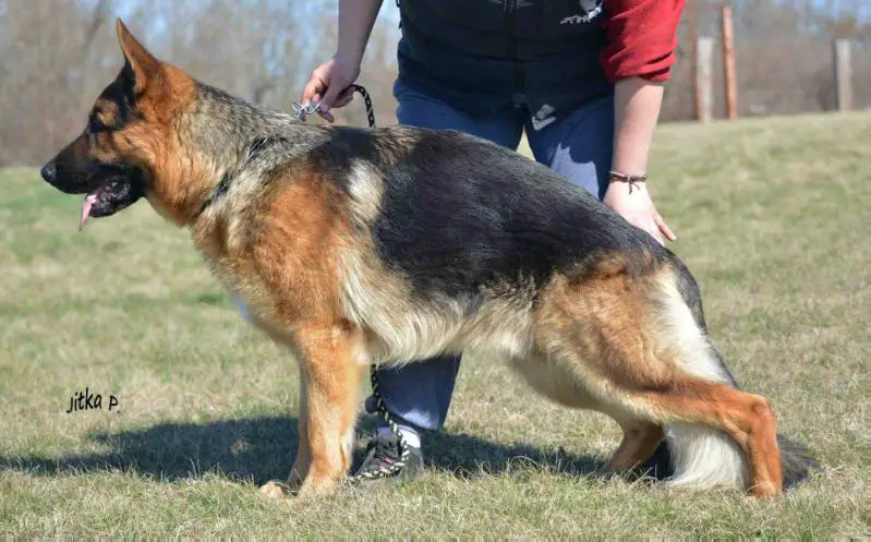 V Bard Red Hurricane