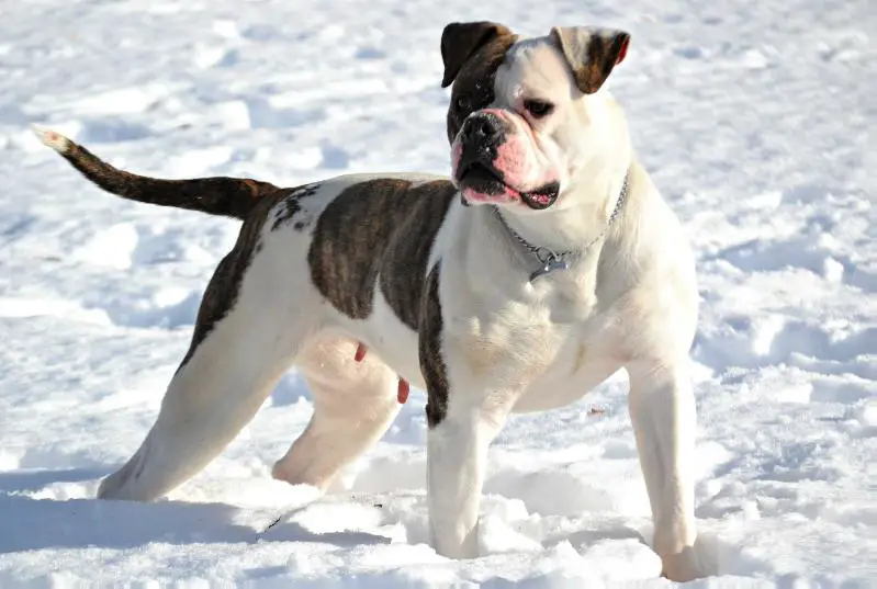 Champion / Jr Ch Masterbully's Destroyer of Ostergaard