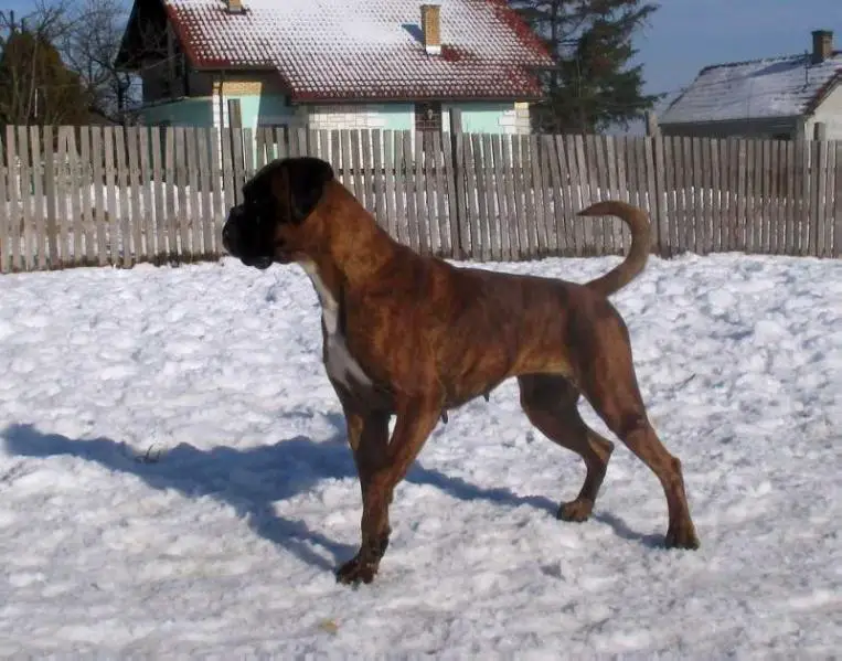 Jadrranka Steptown
