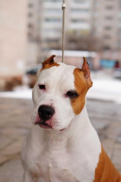 JCh Rus, CH Rus, RKF AIRISHA BERRY NORMANDIA