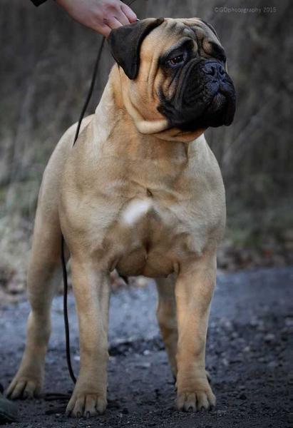 Fullhouse Bulls I'm The Sexy Girl