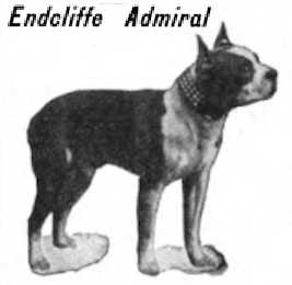 Endcliffe Admiral 105227