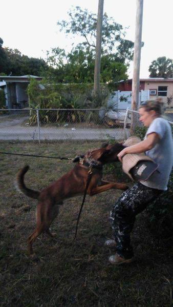 Harwoods Outlaw Ivo