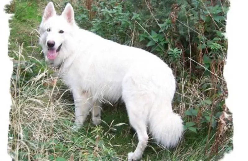 Dreamhunter White Comet at Mountsett