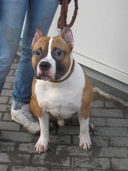 CH. RUS., RKF Alterra Sky Saint David