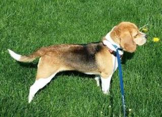 A Walk With Rosie