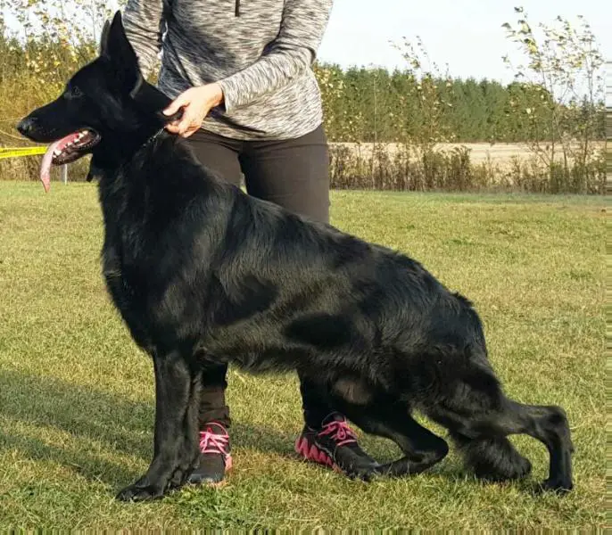 Billyjo's Thunder Black