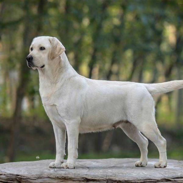 Dara Dafuni of Ou Zhuo Kennel